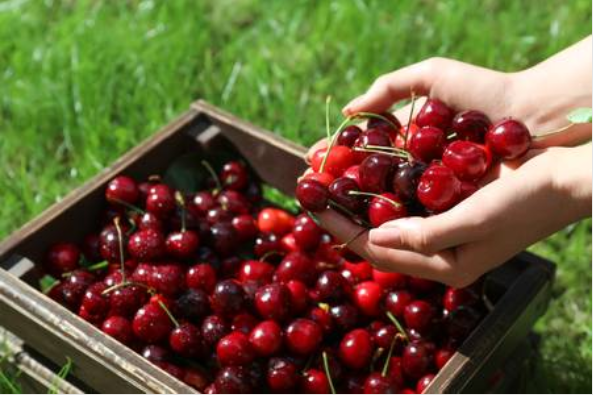 Cirese proaspete, productie proprie,