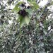 Cirese proaspete, productie proprie,