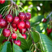 Cirese proaspete, productie proprie,