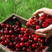 Cirese proaspete, productie proprie,